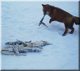 seymchan_008.jpg
